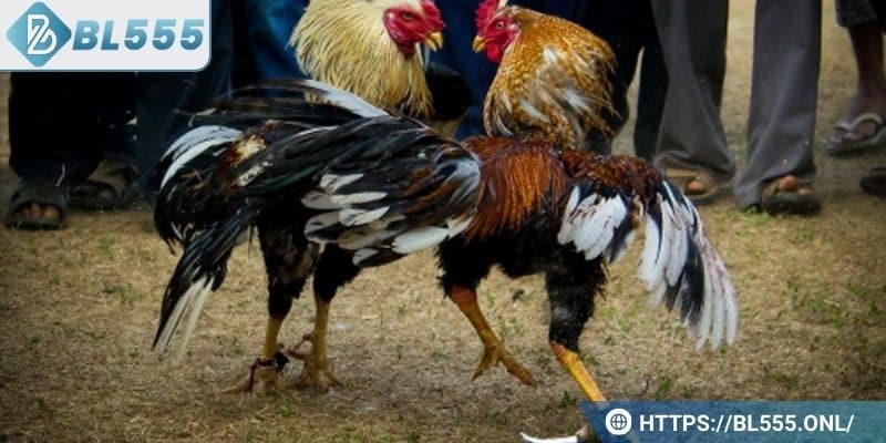 Đá gà BL555 là gì?