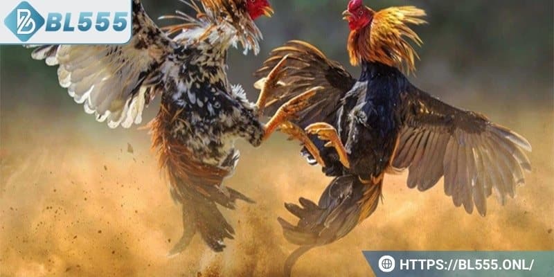 Sảnh Đá gà tại BL555 có rất nhiều tính năng nổi bật