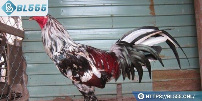 Gà ngũ sắc chân trắng có sức chiến đấu rất mạnh mẽ