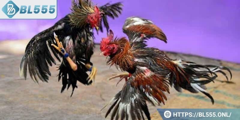 Đây là hình thức đặt cược phổ biến nhất tại nhà cái BL555