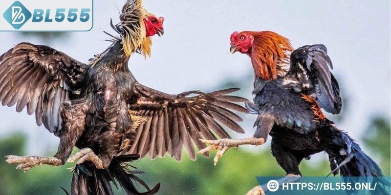 Trực tiếp đá gà được hiểu là gì?